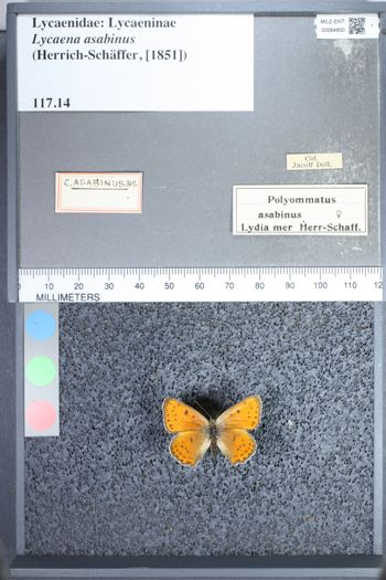 Media type: image;   Entomology 64800